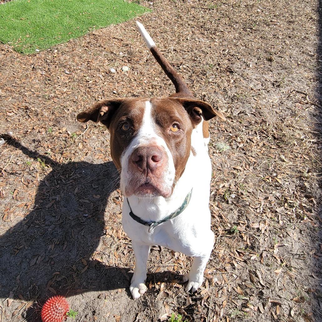 Enlarge Prince, a Adoptable Pit Bull Terrier in Lake Panasoffkee, FL image 2/6