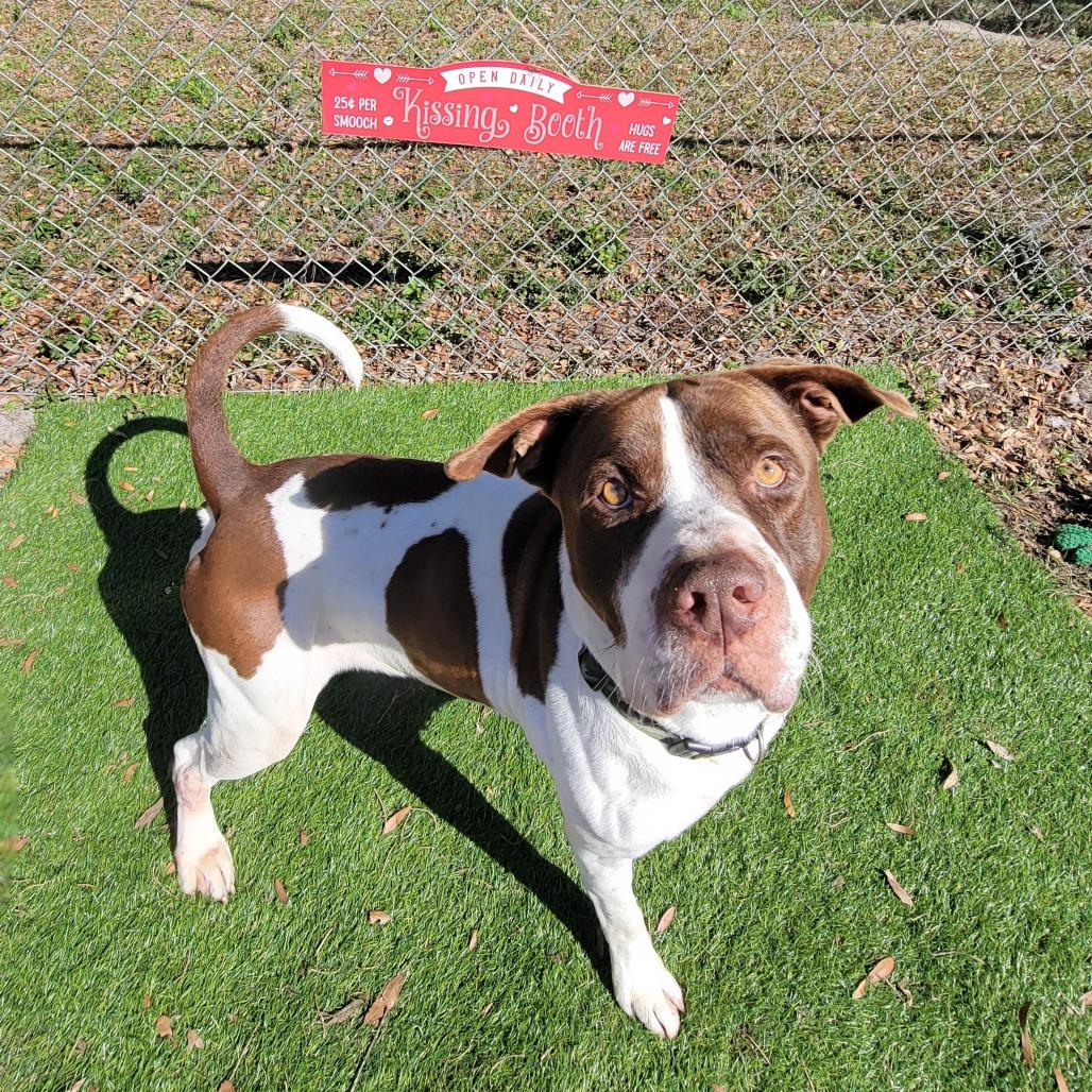Enlarge Prince, a Adoptable Pit Bull Terrier in Lake Panasoffkee, FL image 3/6
