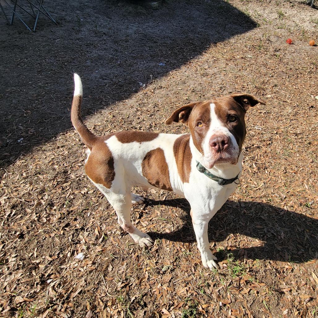 Enlarge Prince, a Adoptable Pit Bull Terrier in Lake Panasoffkee, FL image 4/6