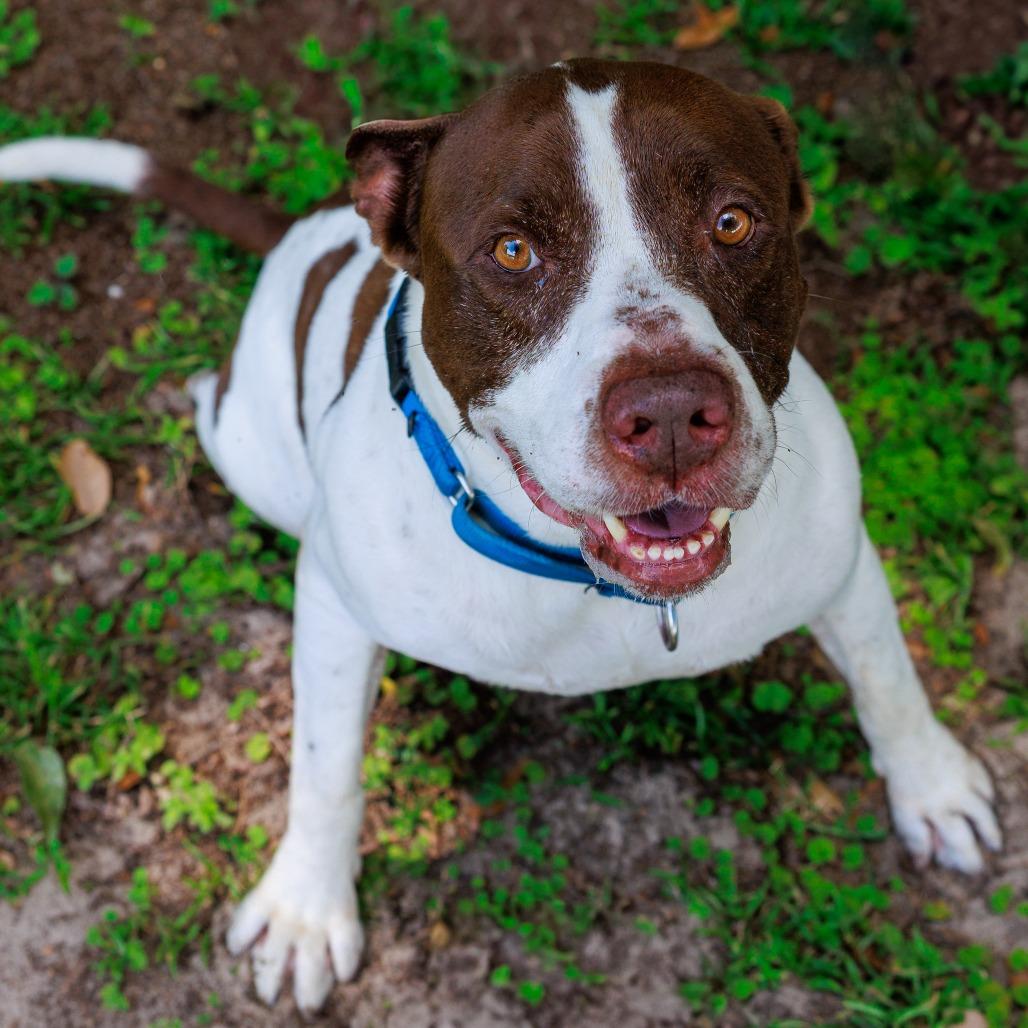 Enlarge Prince, a Adoptable Pit Bull Terrier in Lake Panasoffkee, FL image 5/6