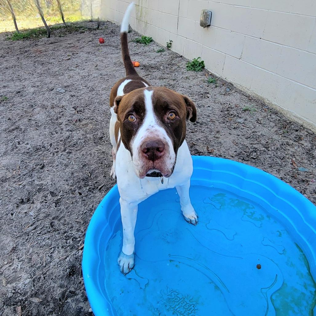 Enlarge Prince, a Adoptable Pit Bull Terrier in Lake Panasoffkee, FL image 6/6