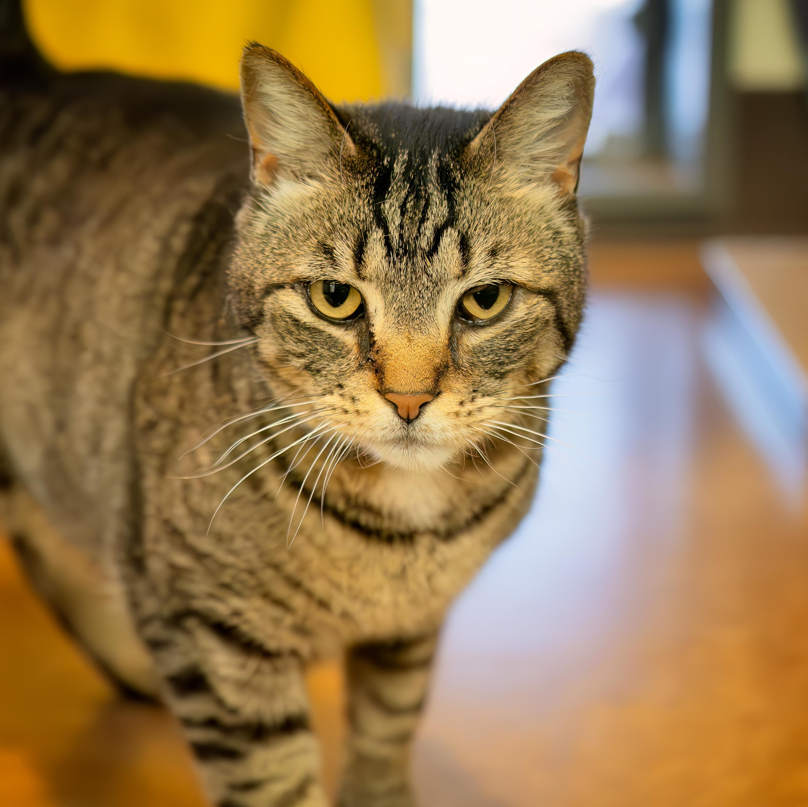 Meeka, Adoptable, Adult Male Domestic Short Hair.