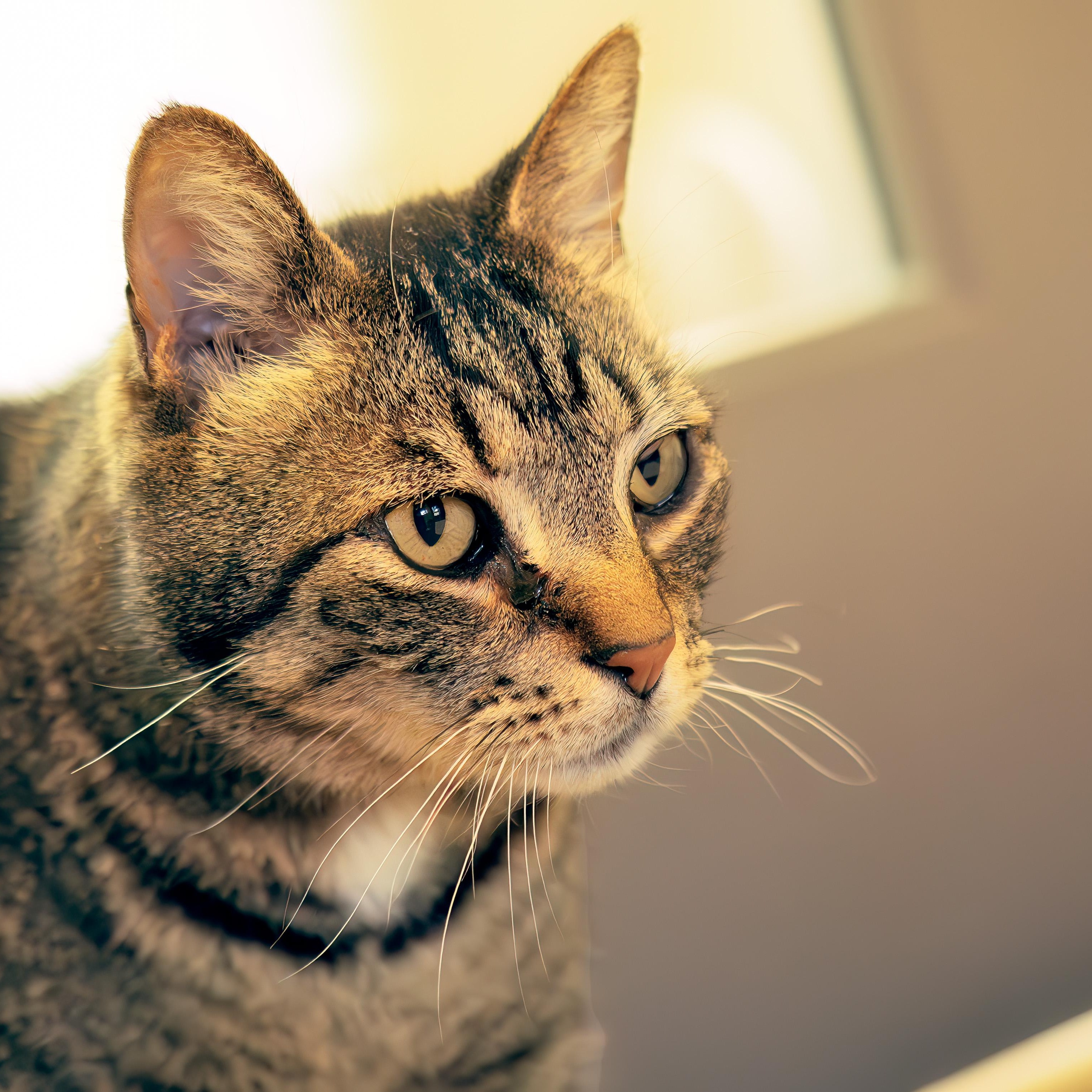 Meeka, a Adoptable Domestic Short Hair in Friday Harbor, WA image 3/3