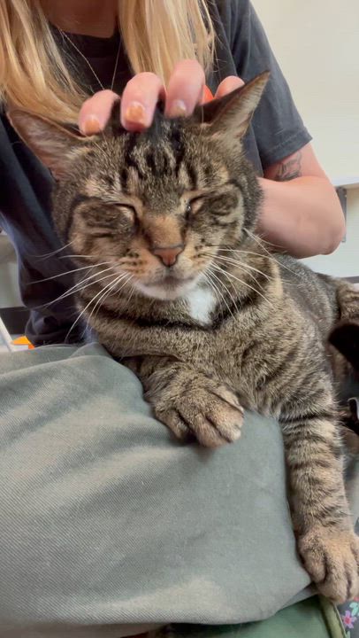 Enlarge Meeka, a Adoptable Domestic Short Hair in Friday Harbor, WA video 2/3