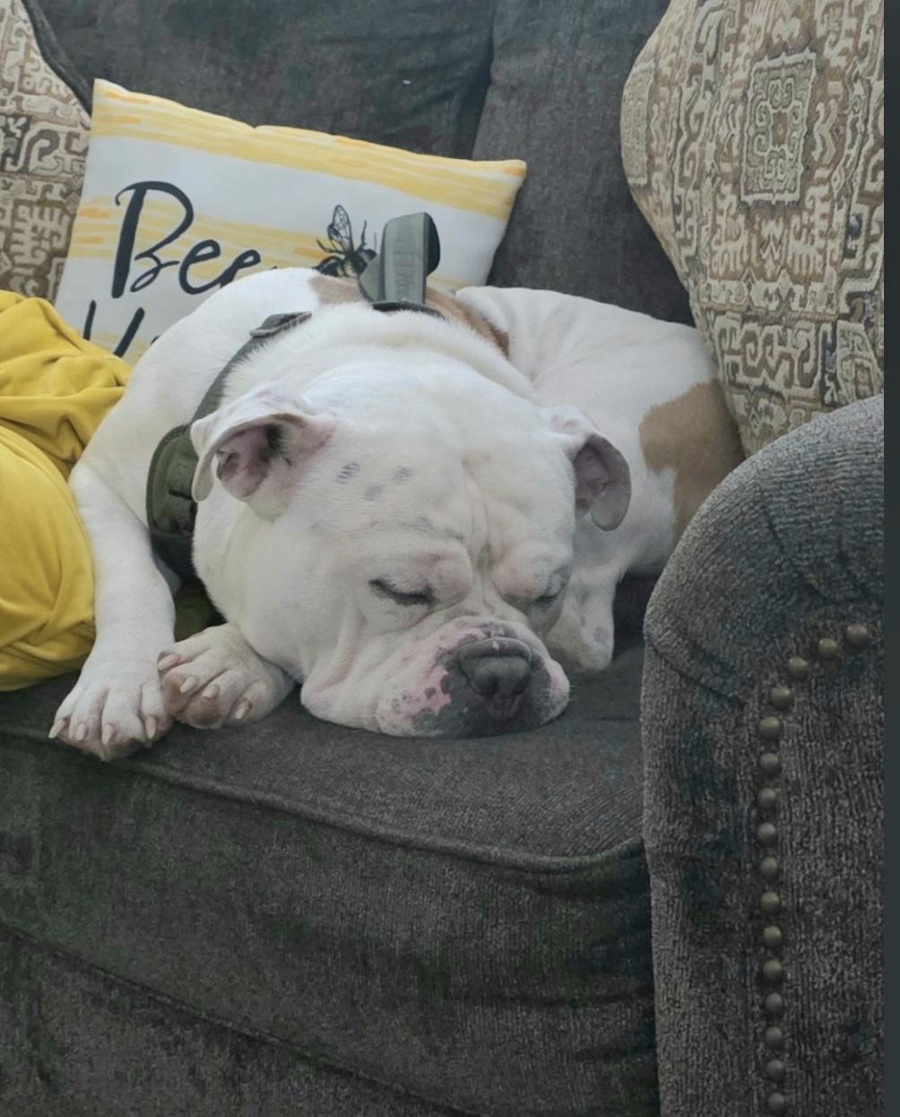 Enlarge Ted, a Adopted mixed breed in Plano, TX image 1/1