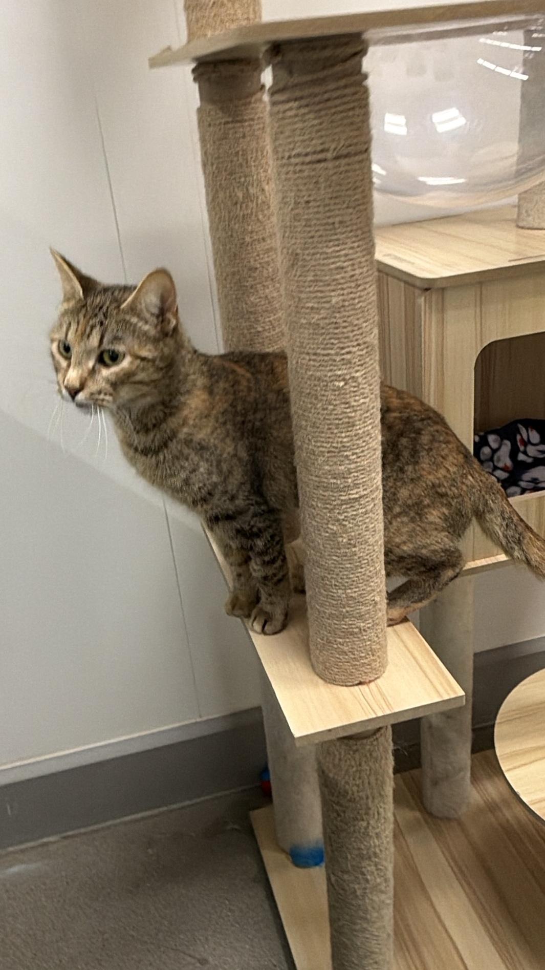 Freya, an adopted Domestic Short Hair in Sedalia, MO image 2/6