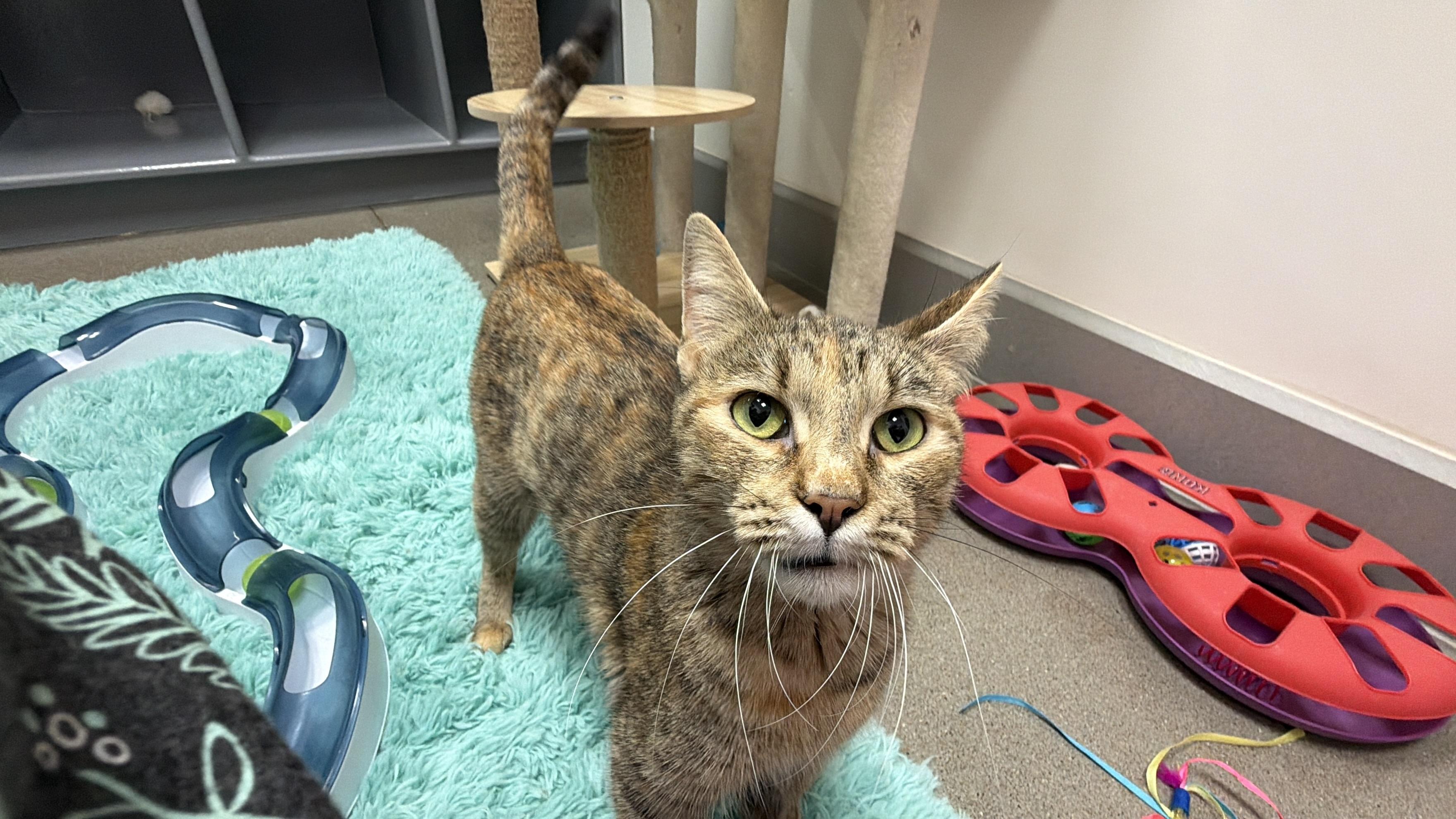 Freya, an adopted Domestic Short Hair in Sedalia, MO image 6/6