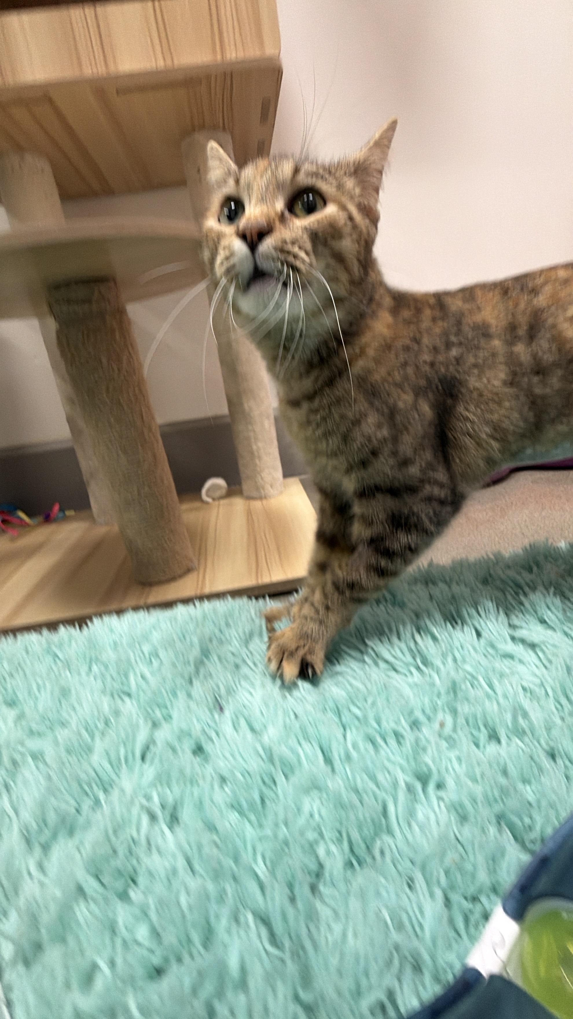 Freya, an adopted Domestic Short Hair in Sedalia, MO image 4/6