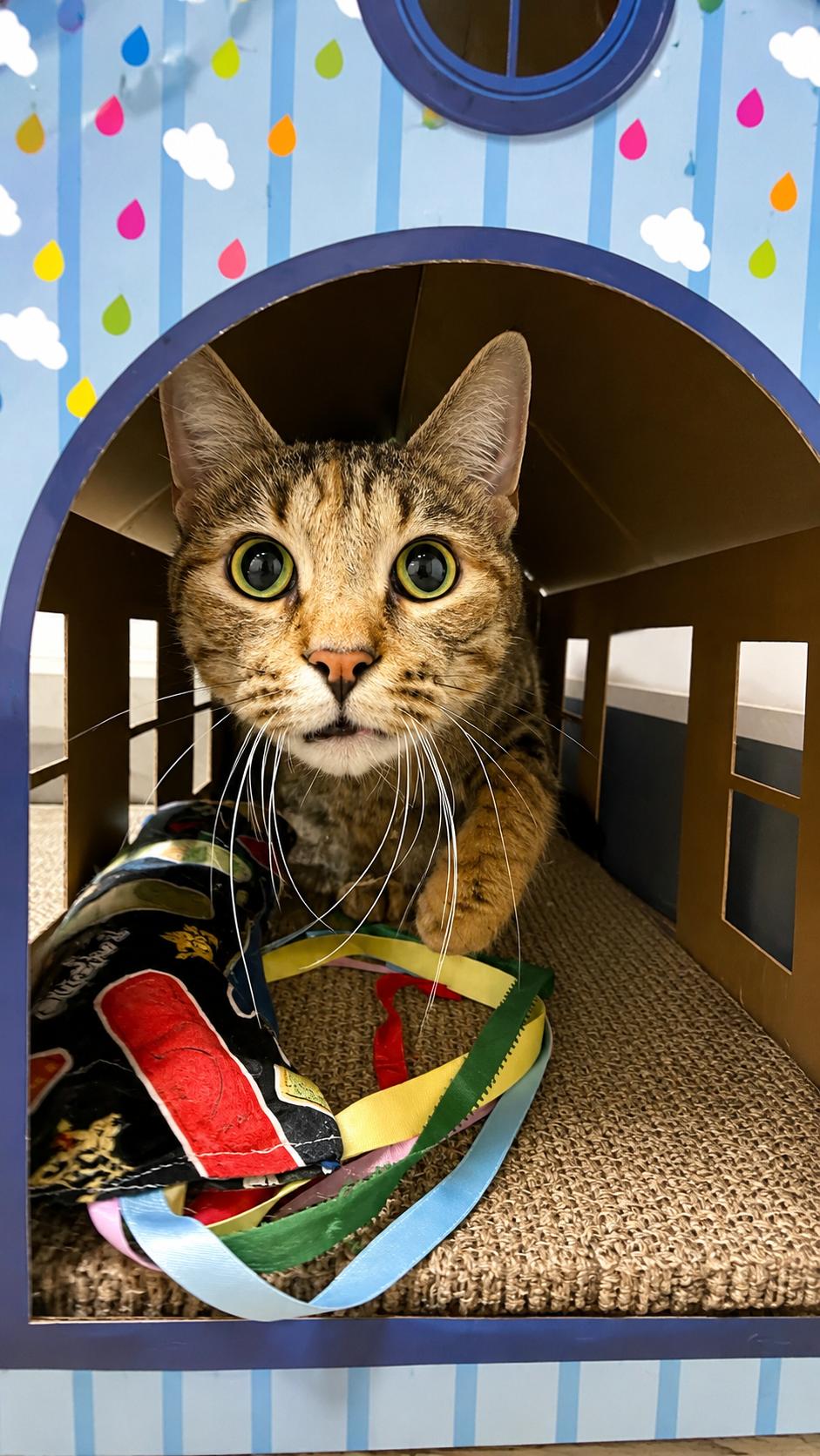 Freya, an adopted Domestic Short Hair in Sedalia, MO image 3/6