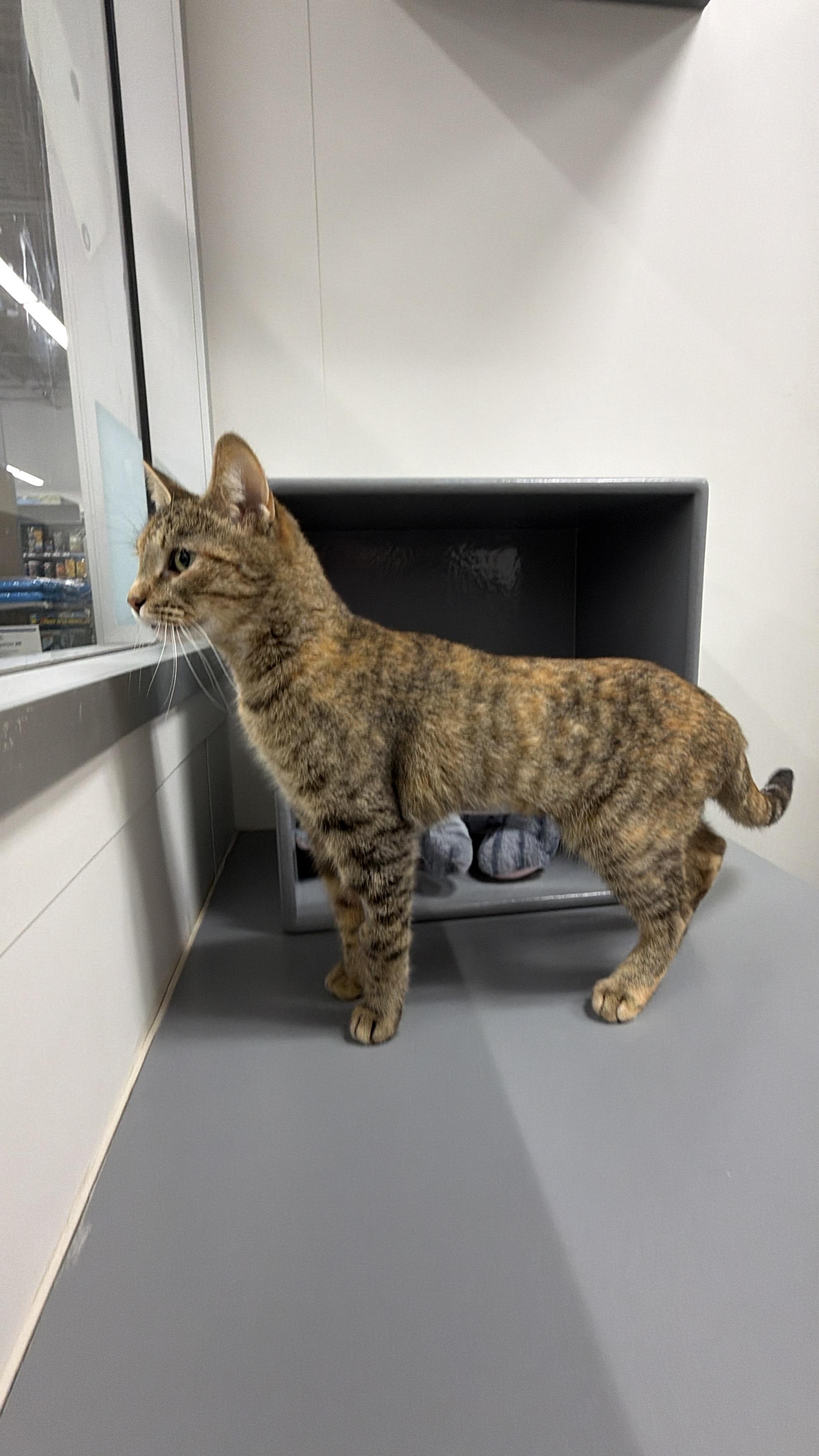 Freya, an adopted Domestic Short Hair in Sedalia, MO image 5/6