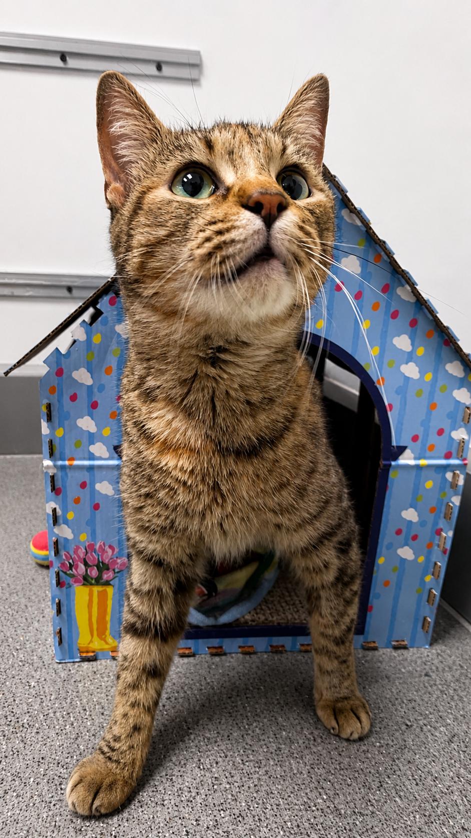 Freya, an adopted Domestic Short Hair in Sedalia, MO image 1/6