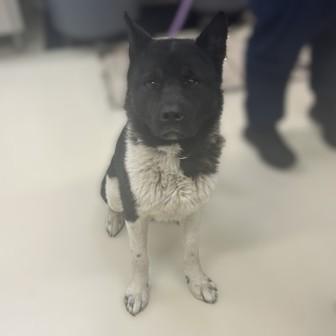 Enlarge Maceo- 52882, an adopted Akita in Columbia, MD image 1/1