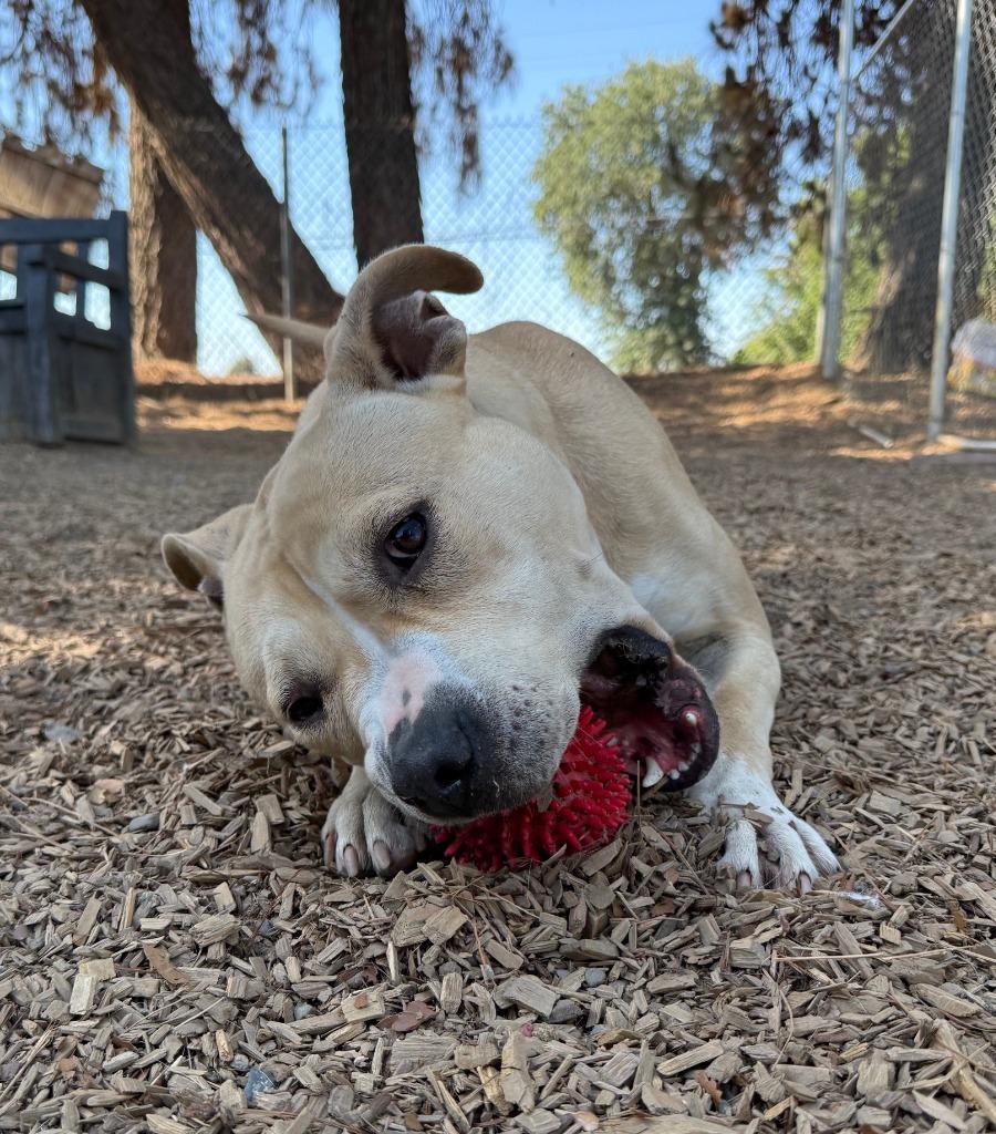 Enlarge Deby, a Adoptable Pit Bull Terrier in Lemoore, CA image 3/4
