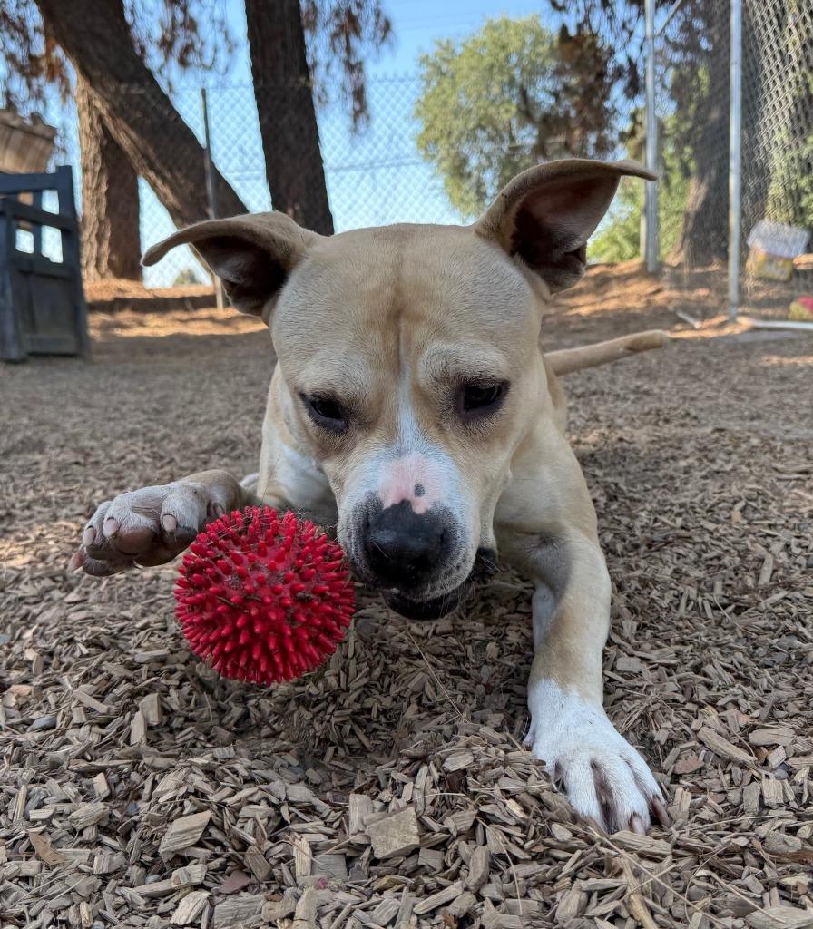Enlarge Deby, a Adoptable Pit Bull Terrier in Lemoore, CA image 4/4