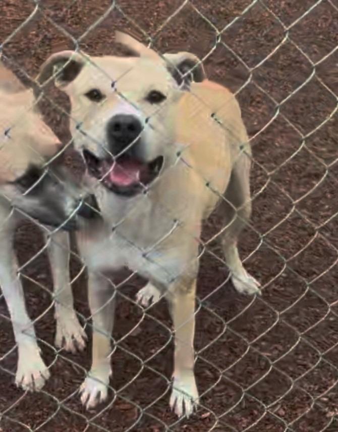 Enlarge Deby, a Adoptable Pit Bull Terrier in Lemoore, CA image 3/4