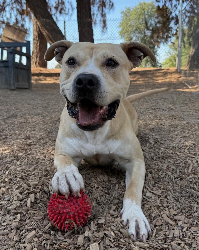 Enlarge Deby, a Adoptable Pit Bull Terrier in Lemoore, CA image 4/4