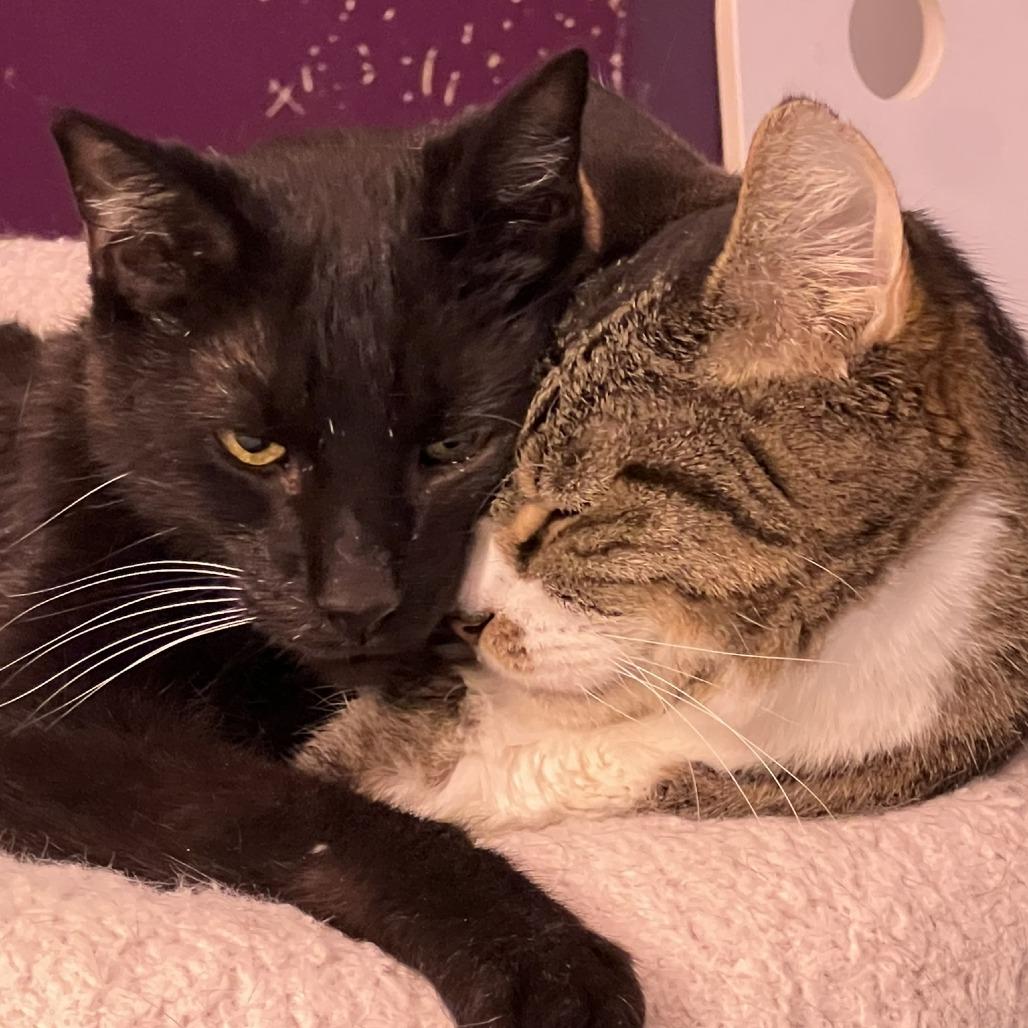 Czarek, Adoptable, Senior Male Domestic Short Hair.