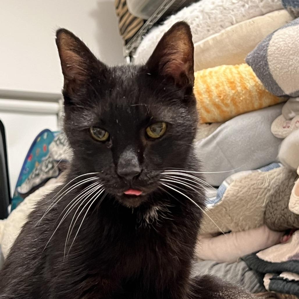 Enlarge Czarek, a Adoptable Domestic Short Hair in Chicago, IL image 4/5