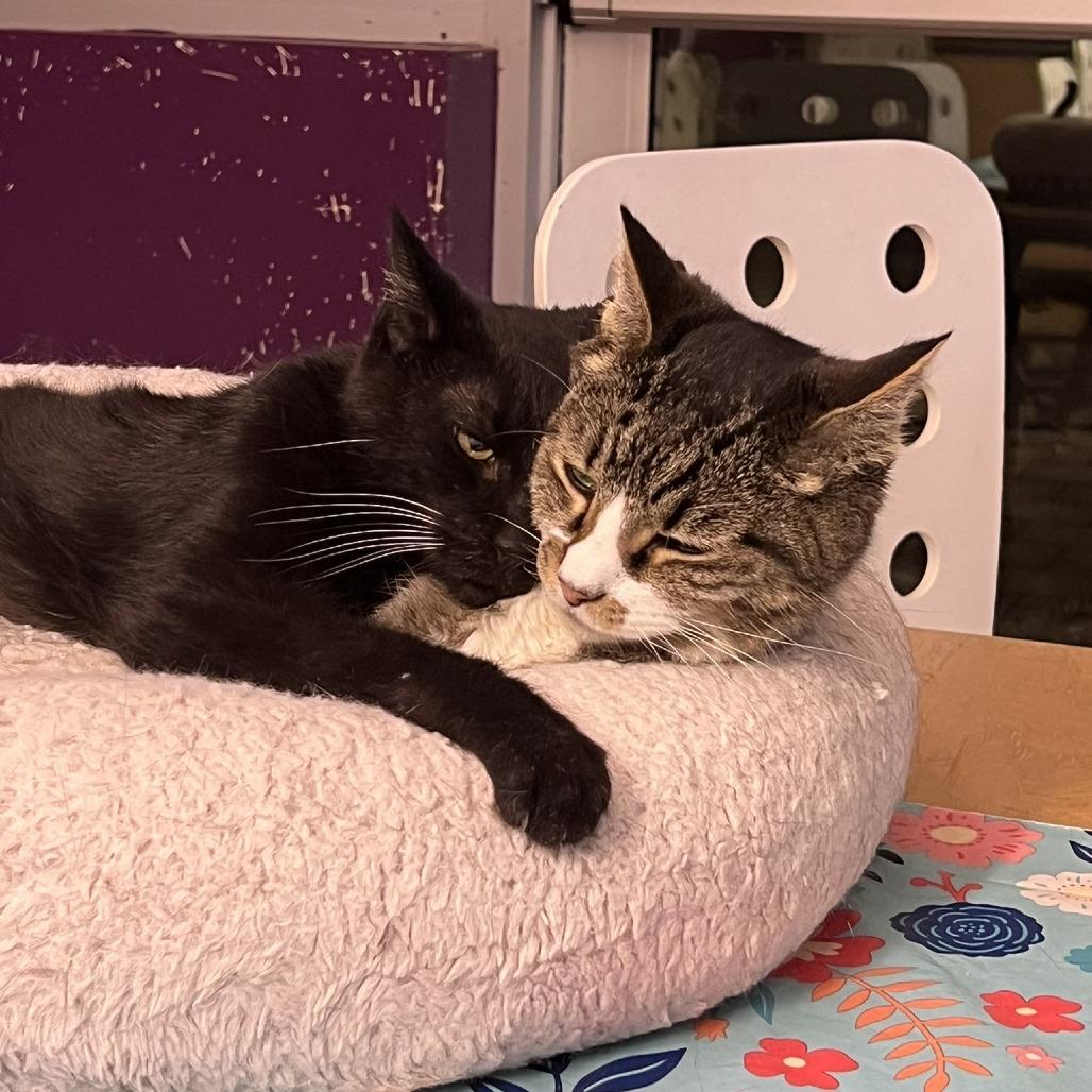 Enlarge Czarek, a Adoptable Domestic Short Hair in Chicago, IL image 5/5