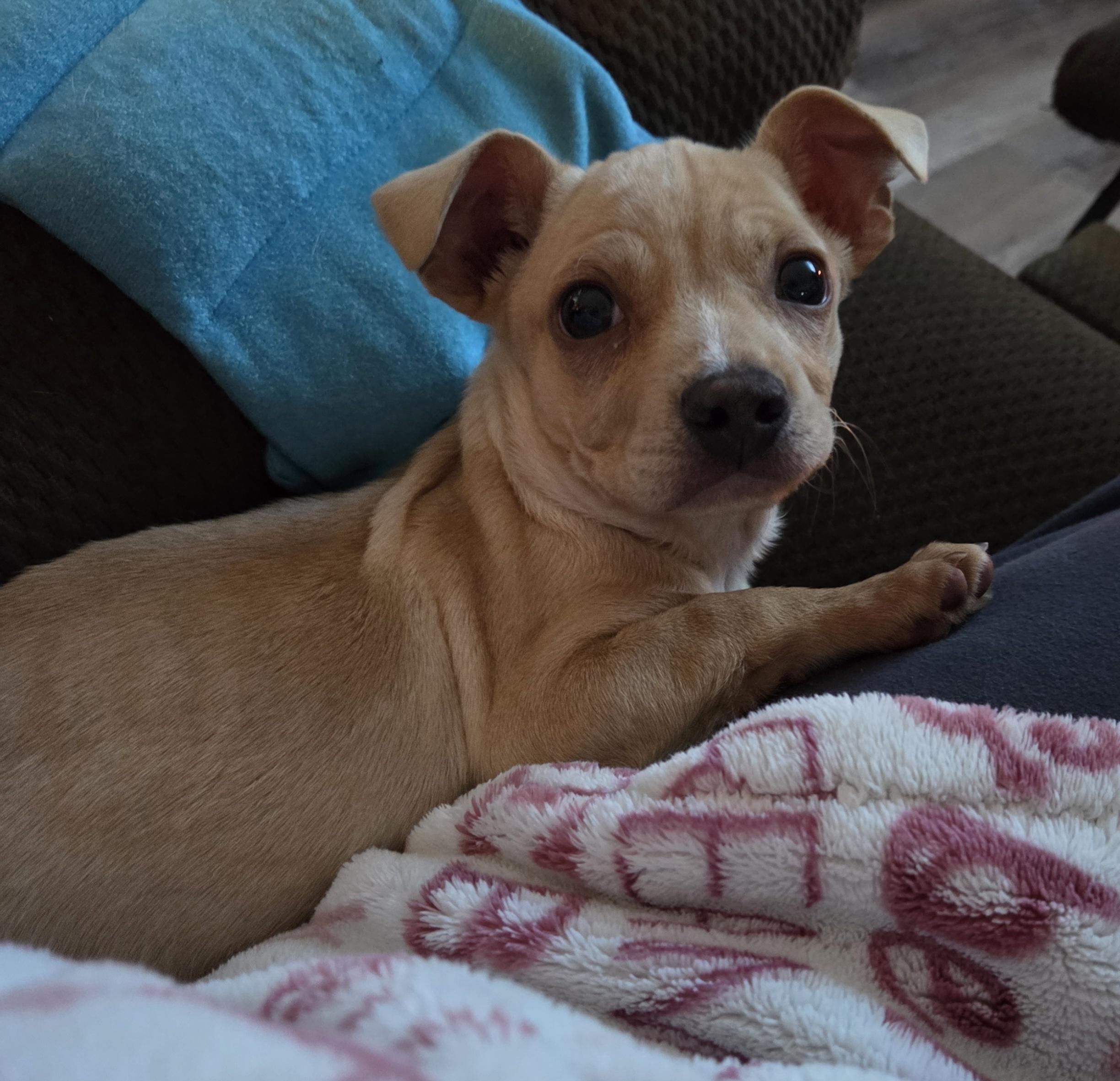 MELROSE, adopted, Puppy Male Chiweenie & Basset Hound.