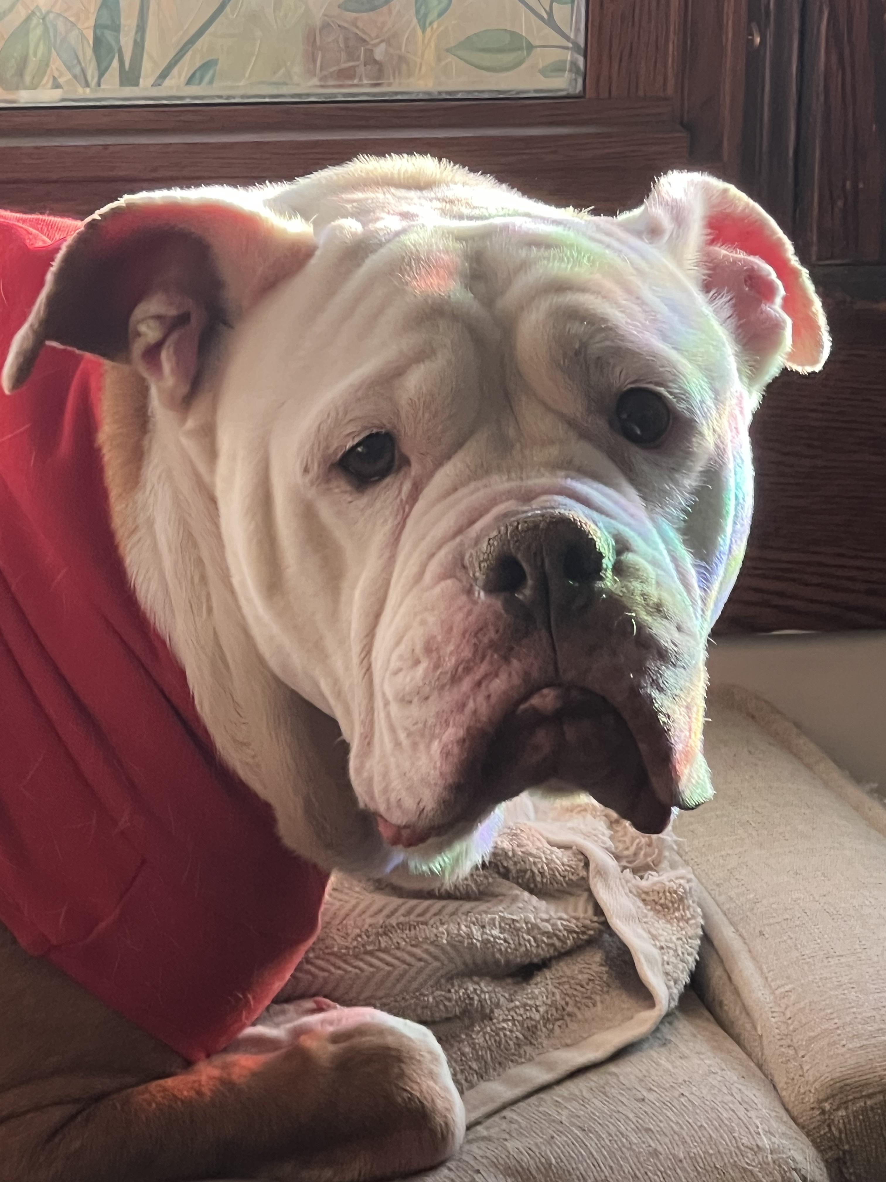 Enlarge Suzanne , a ADOPTABLE American Bulldog in Akron, OH image 3/5