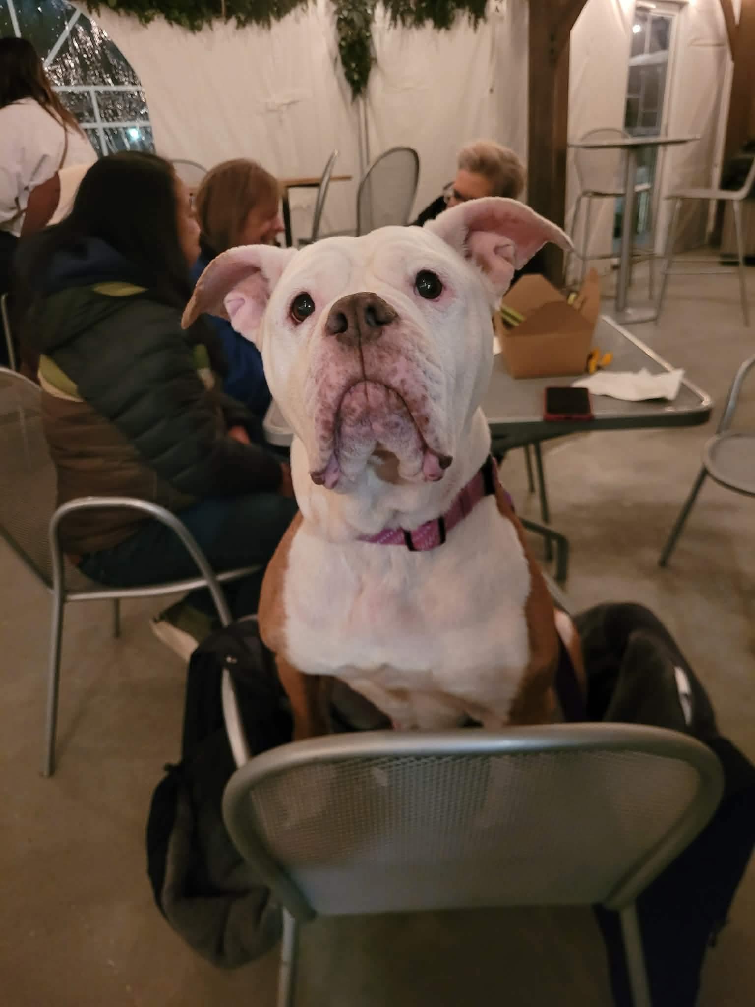 Enlarge Suzanne , a ADOPTABLE American Bulldog in Akron, OH image 2/5