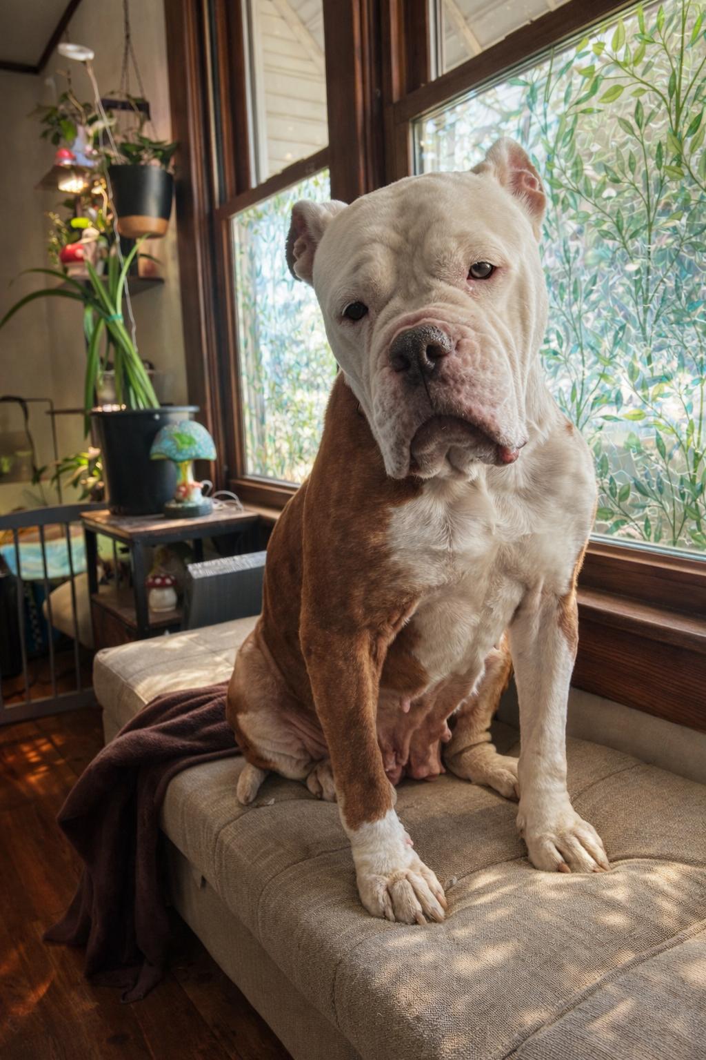 Enlarge Suzanne , a ADOPTABLE American Bulldog in Akron, OH image 5/5