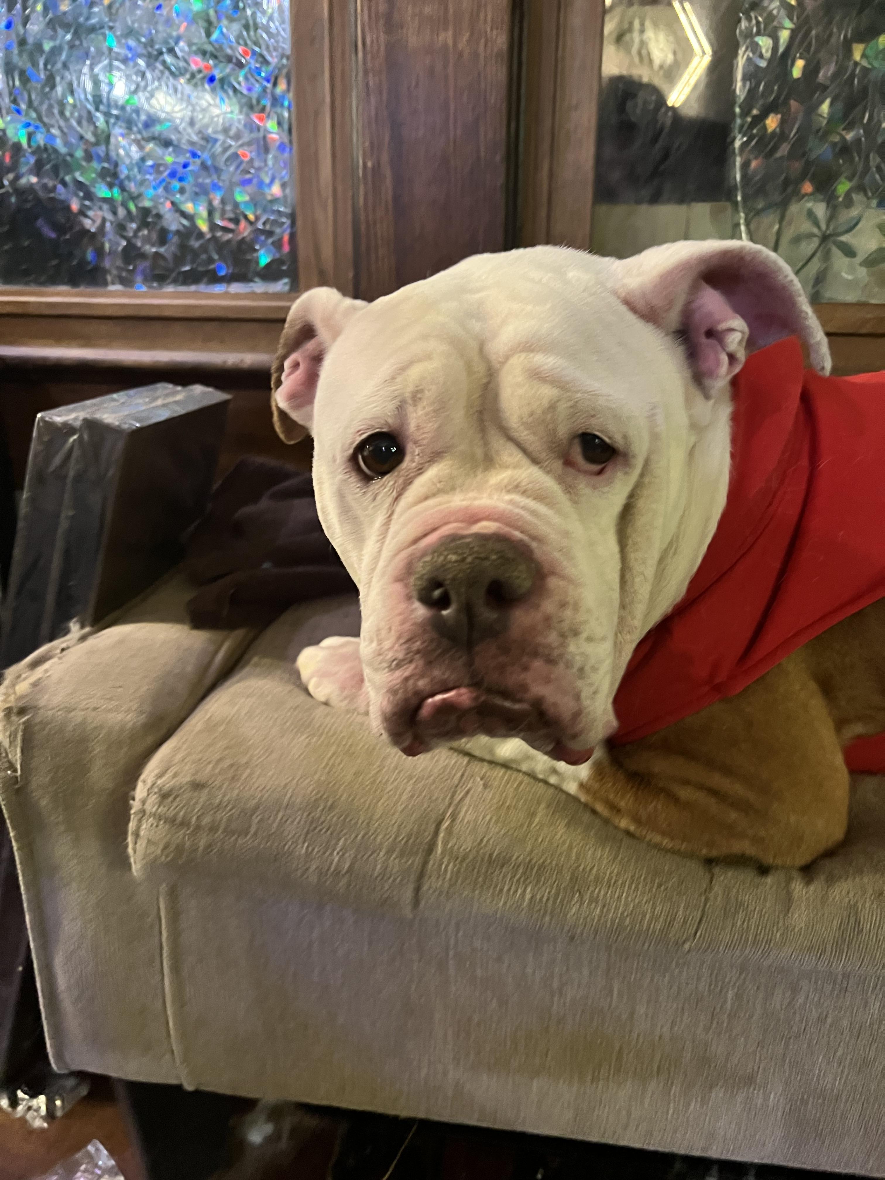 Enlarge Suzanne , a ADOPTABLE American Bulldog in Akron, OH image 4/5