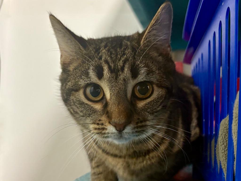 Enlarge Francesca, a Adoptable Tabby in Powell, OH image 1/1