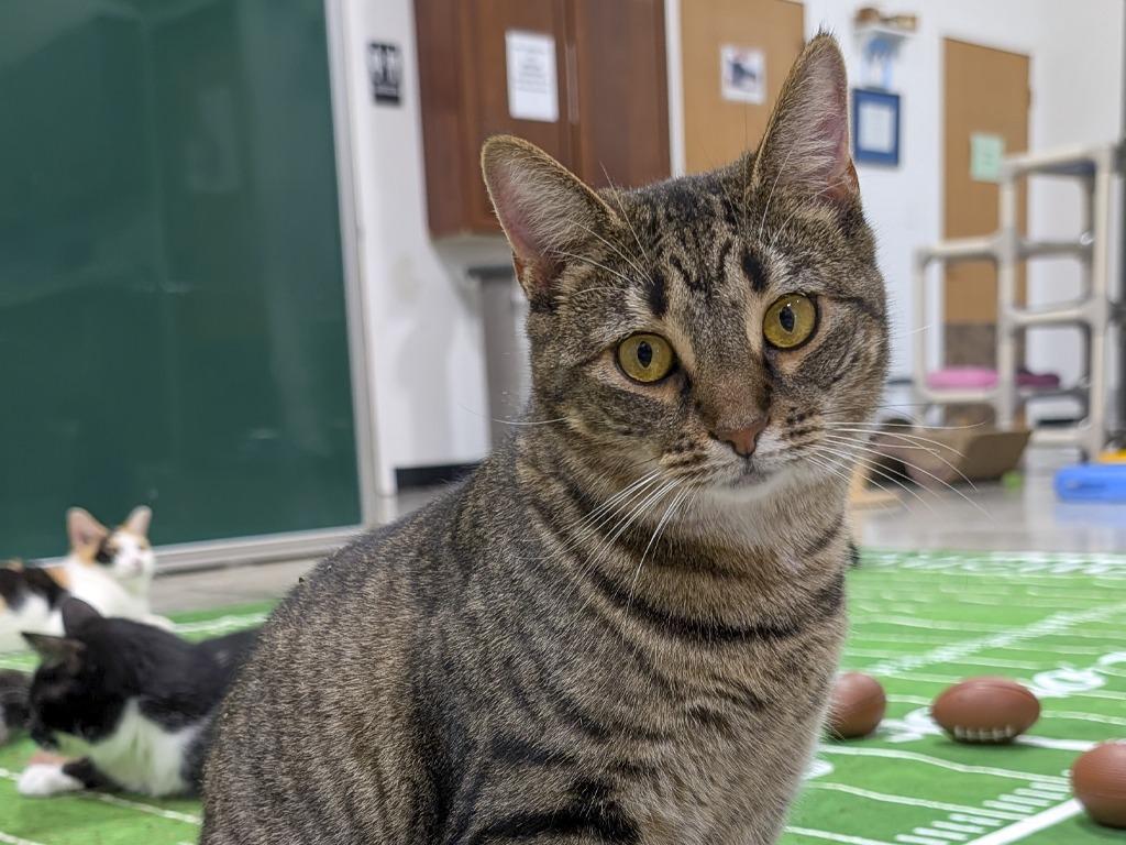 Enlarge Francesca, a Adoptable Tabby in Powell, OH image 2/3