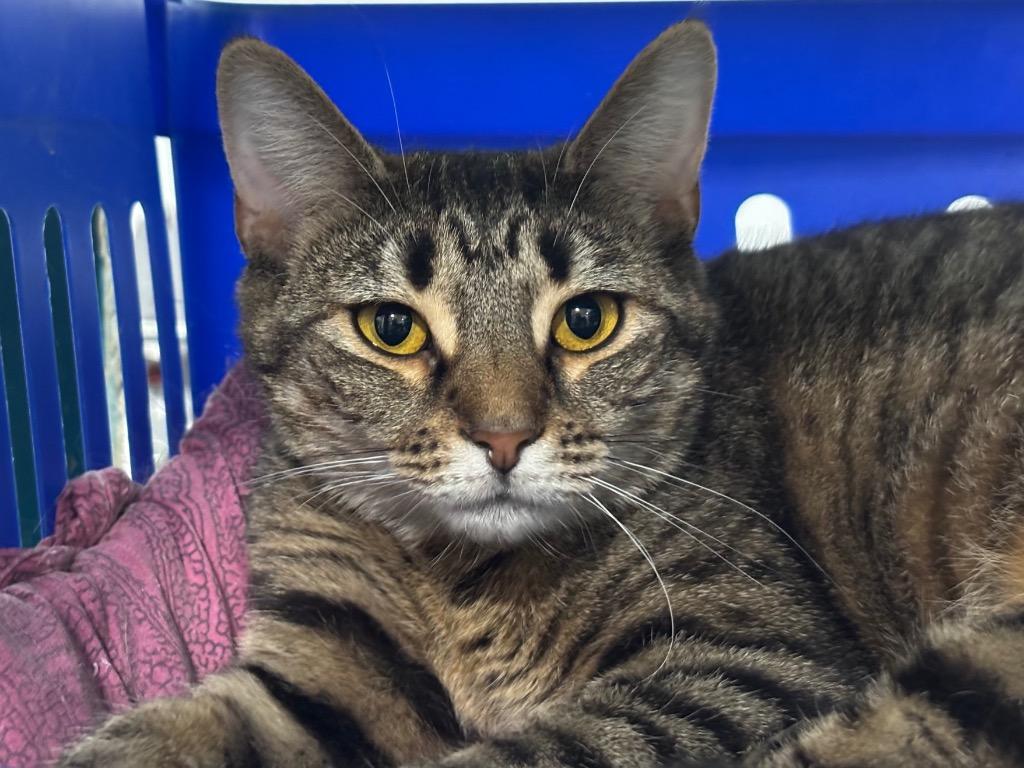 Enlarge Francesca, a Adoptable Tabby in Powell, OH image 2/2