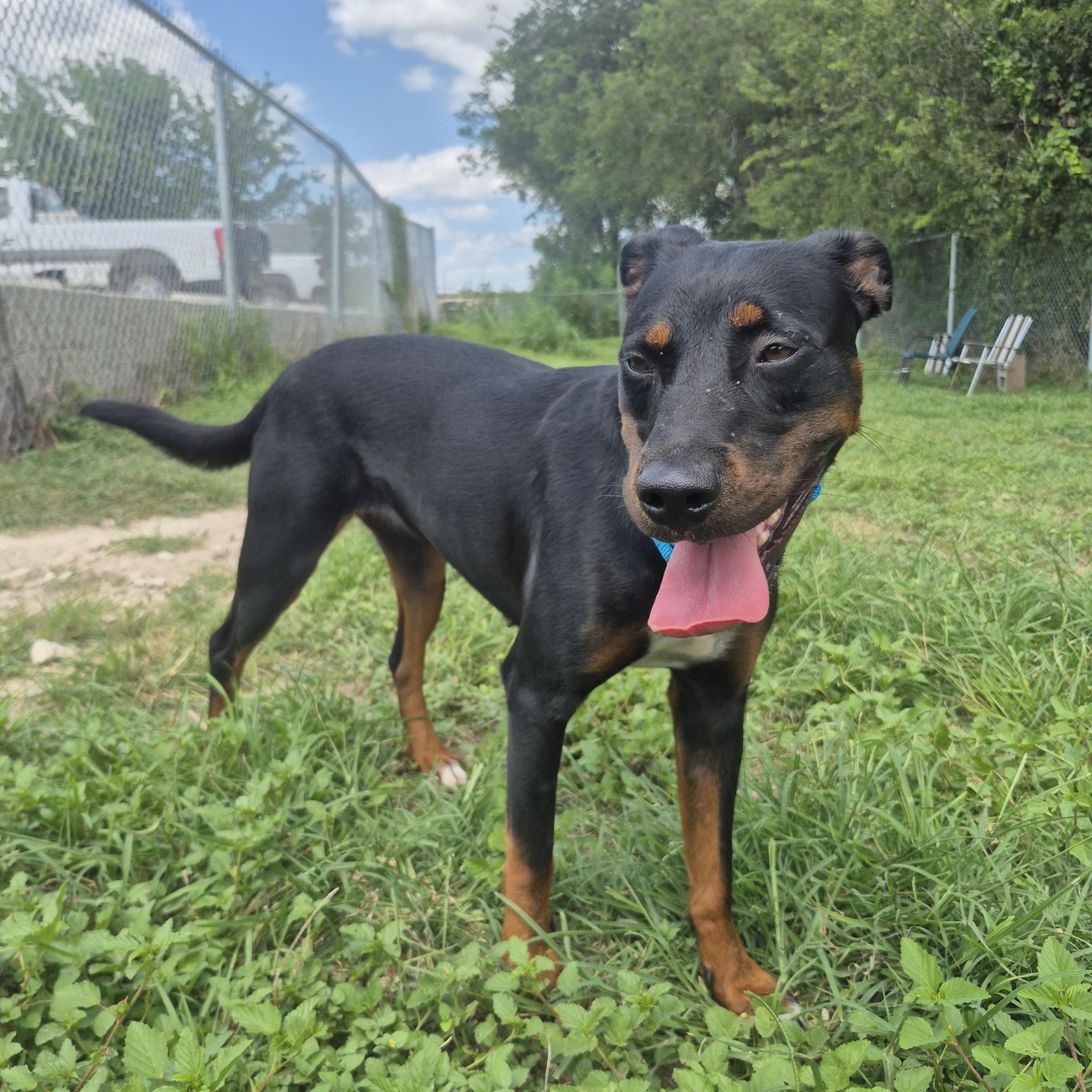 Flyleaf, ADOPTABLE, Adult Male Rottweiler.