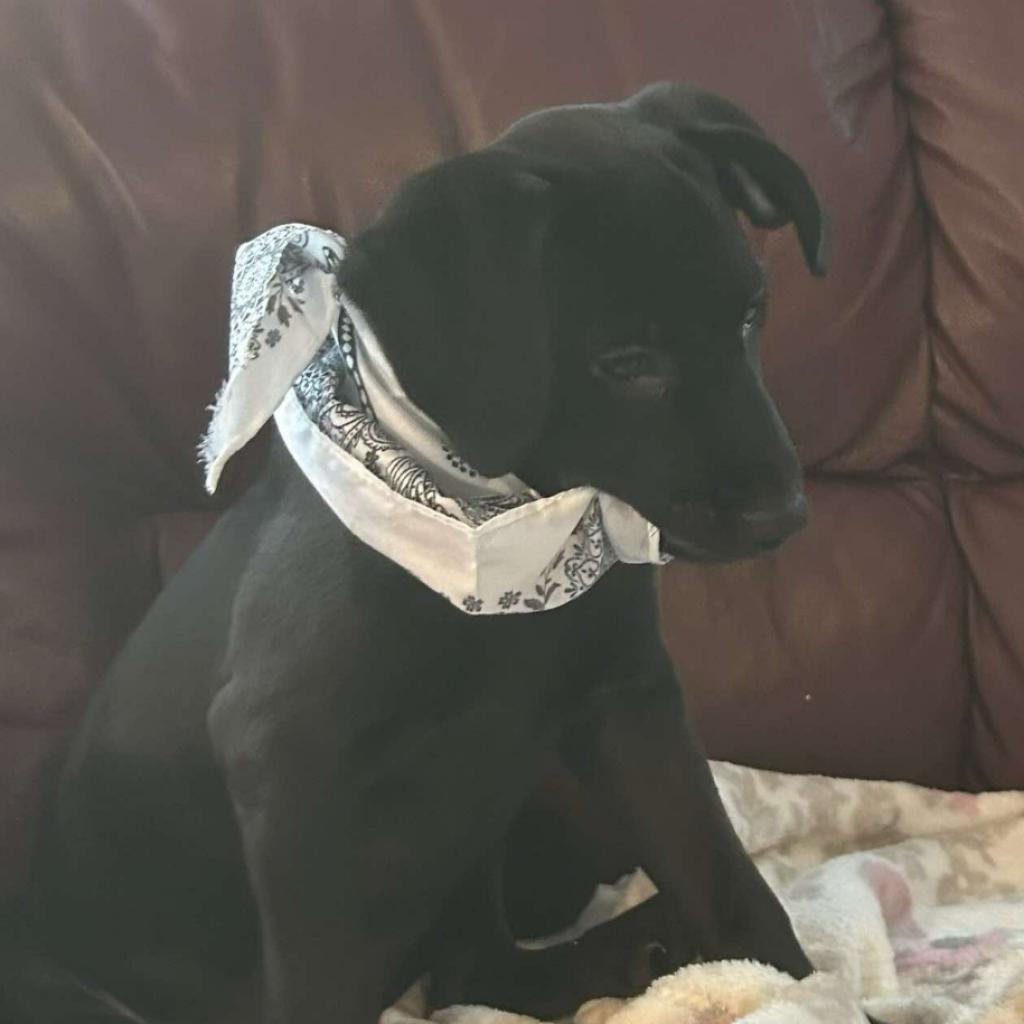 Ranch, Adoptable, Adult Male Mixed Breed.