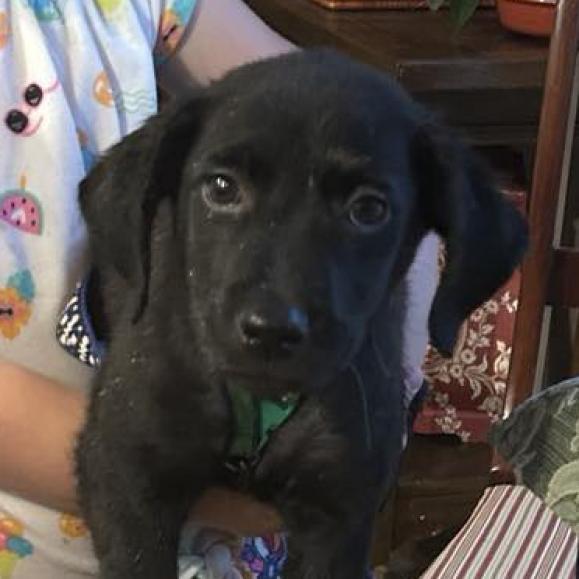 Enlarge Ranch, a Adoptable Mixed Breed in Laurel, MS image 2/3