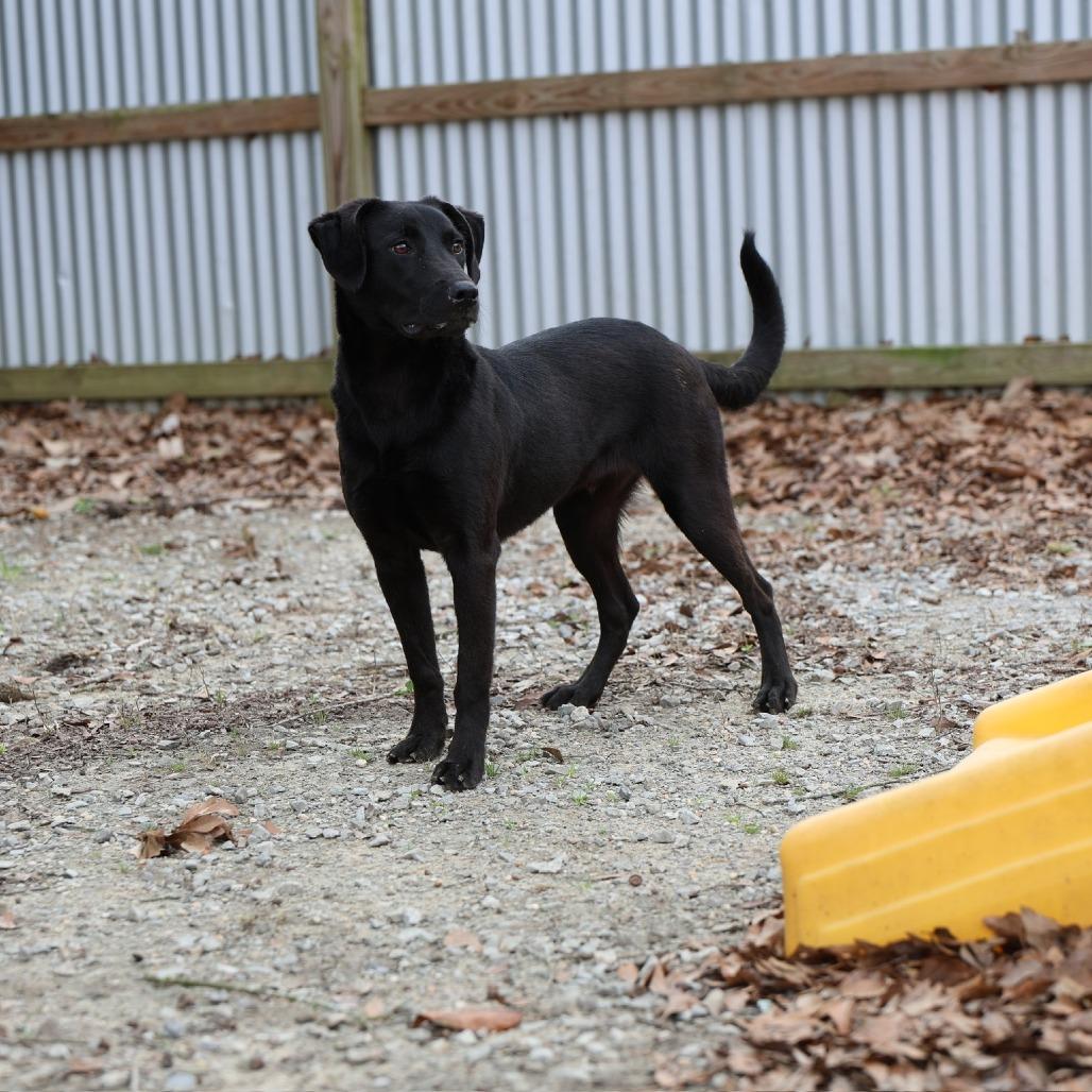 Enlarge Ranch, a Adoptable Mixed Breed in Laurel, MS image 3/3