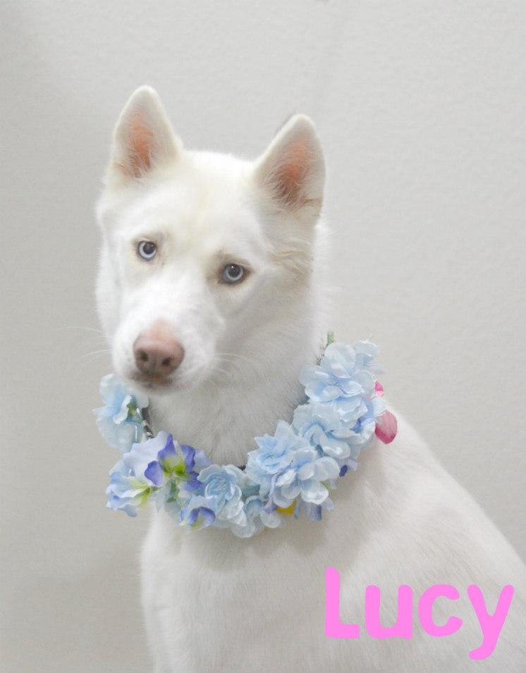 Lucy, Adopted, Adult Female Husky.