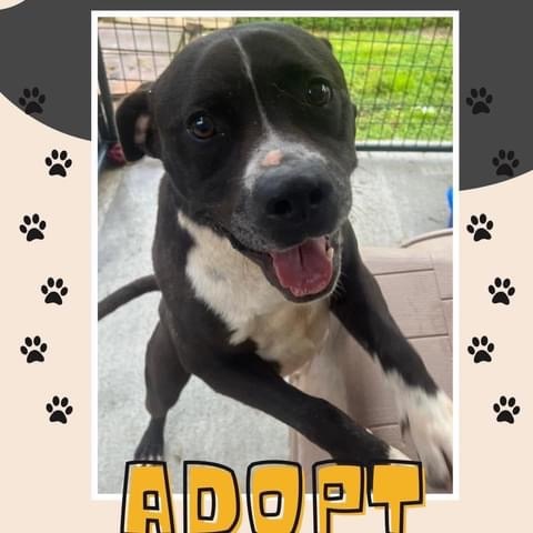 Enlarge Turbo, a Adoptable American Staffordshire Terrier in Elizabeth, WV image 1/1