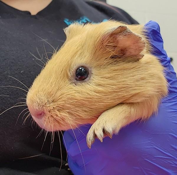 Enlarge Kodiak Bear Brown, a Adoptable mixed breed in San Diego, CA image 2/2