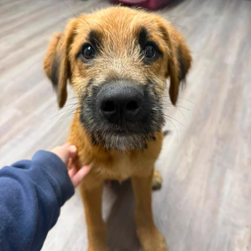 Barron, Adoptable, Puppy Male Poodle & Terrier.