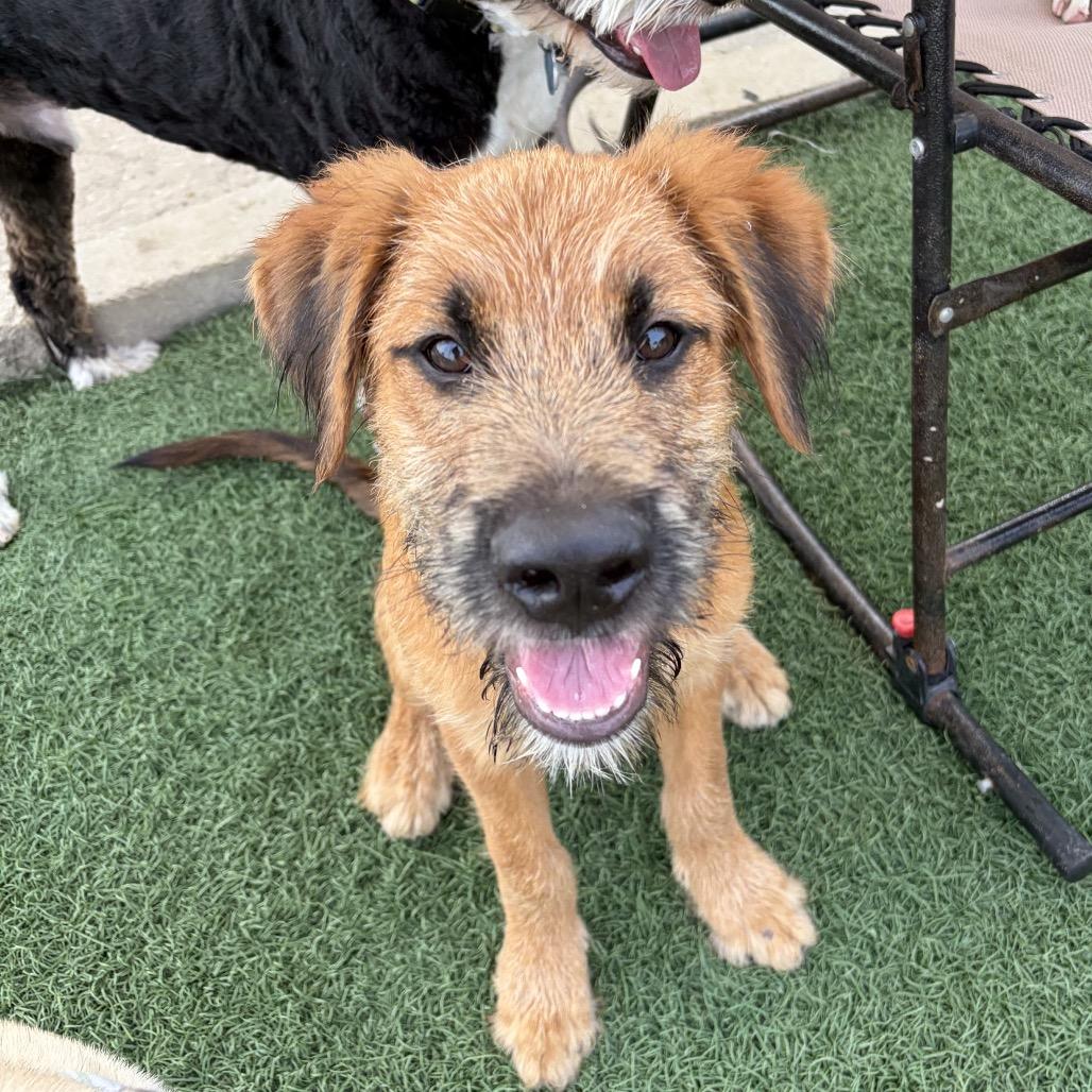 Barron, a Adoptable mixed breed in Fulton, MO image 2/3