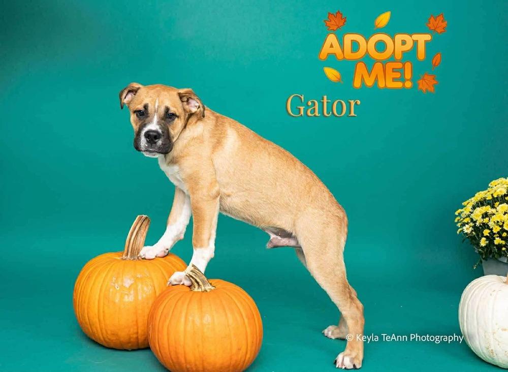 Enlarge Gator, a Adoptable mixed breed in Statesboro, GA image 1/3