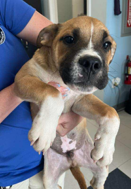 Enlarge Gator, a Adoptable mixed breed in Statesboro, GA image 2/3