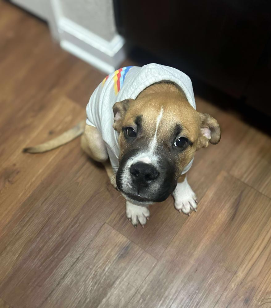 Enlarge Gator, a Adoptable mixed breed in Statesboro, GA image 3/3