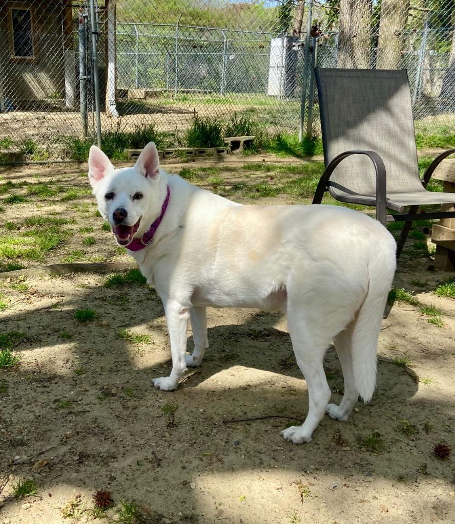Kira, Adoptable, Senior Female Carolina Dog & Labrador Retriever.