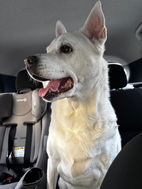 Enlarge Kira, a Adoptable mixed breed in Hampton, VA image 2/3