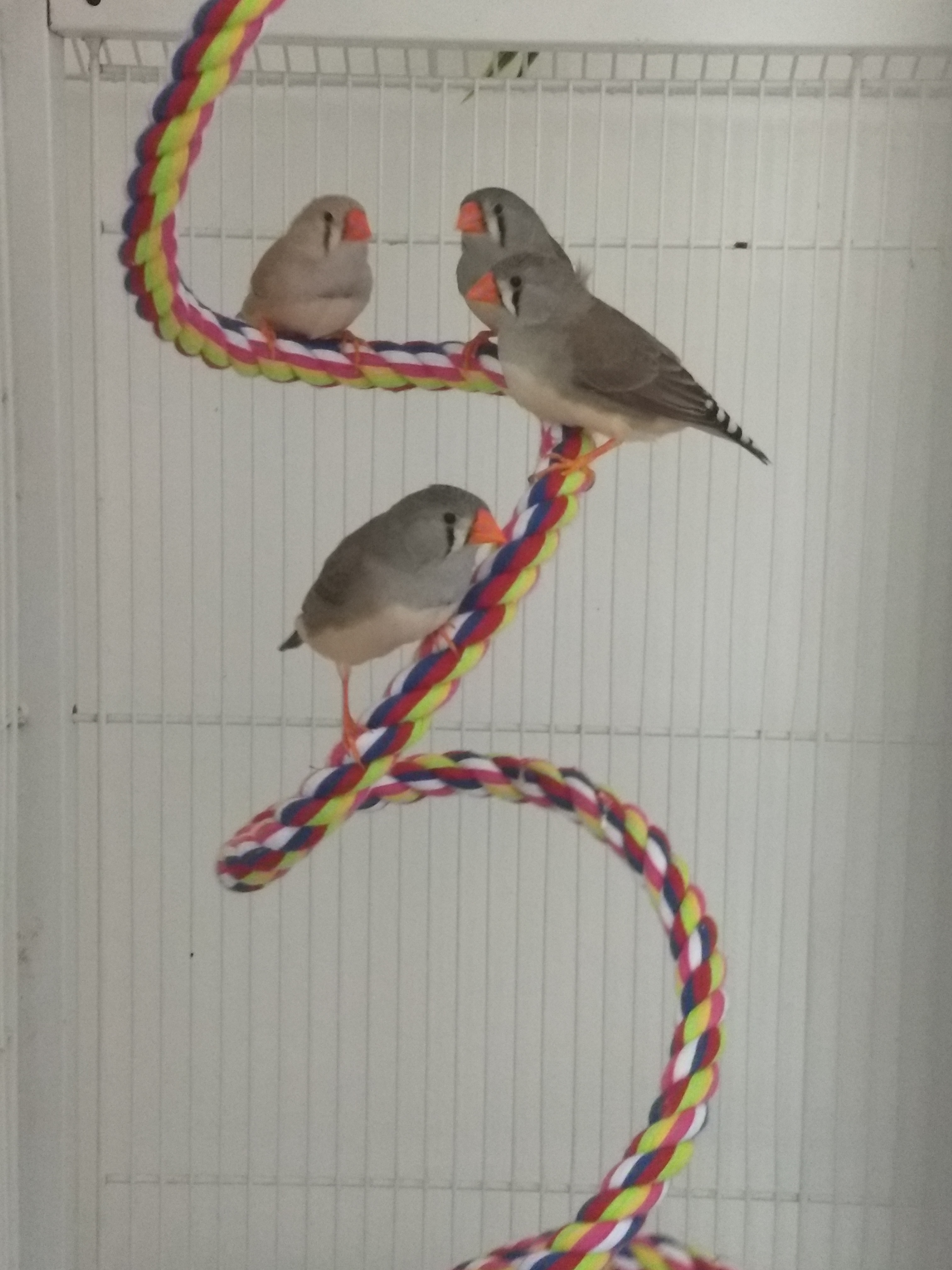 Les 4 princesses, Adopted, Adult Female Finch.