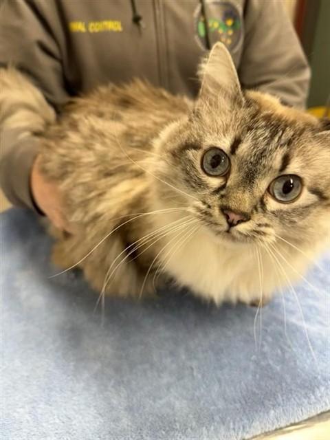 Enlarge CLEO, a Adoptable Domestic Medium Hair in Fairbanks, AK image 1/1