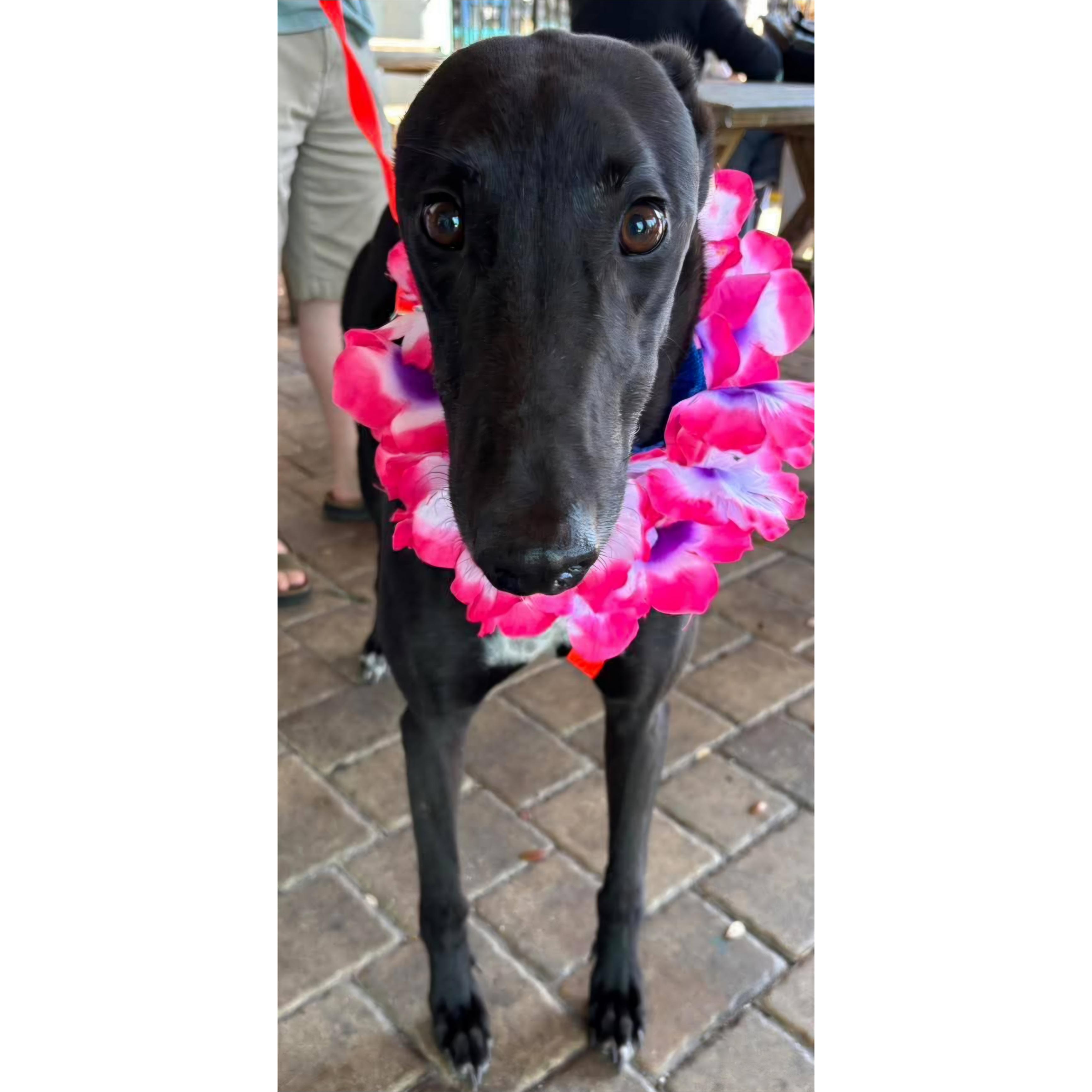Cloncunny Sydney (Sydney), Adoptable, Adult Male Greyhound.