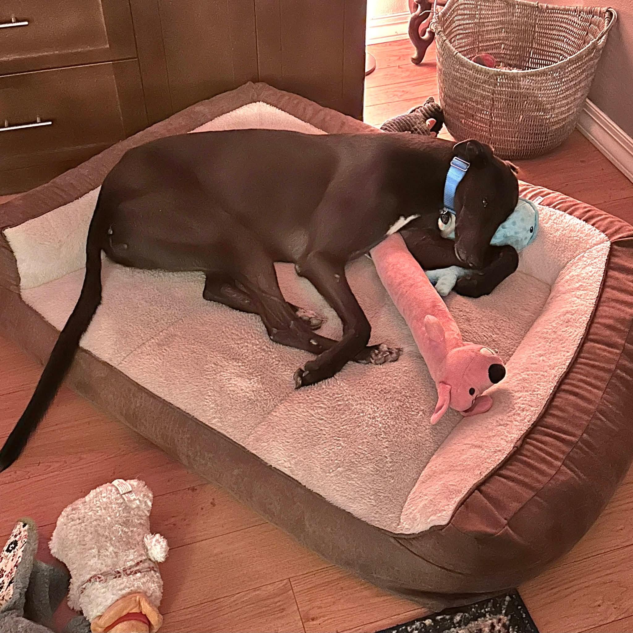 Enlarge Cloncunny Sydney (Sydney), a Adoptable Greyhound in Tarpon Springs, FL image 2/6