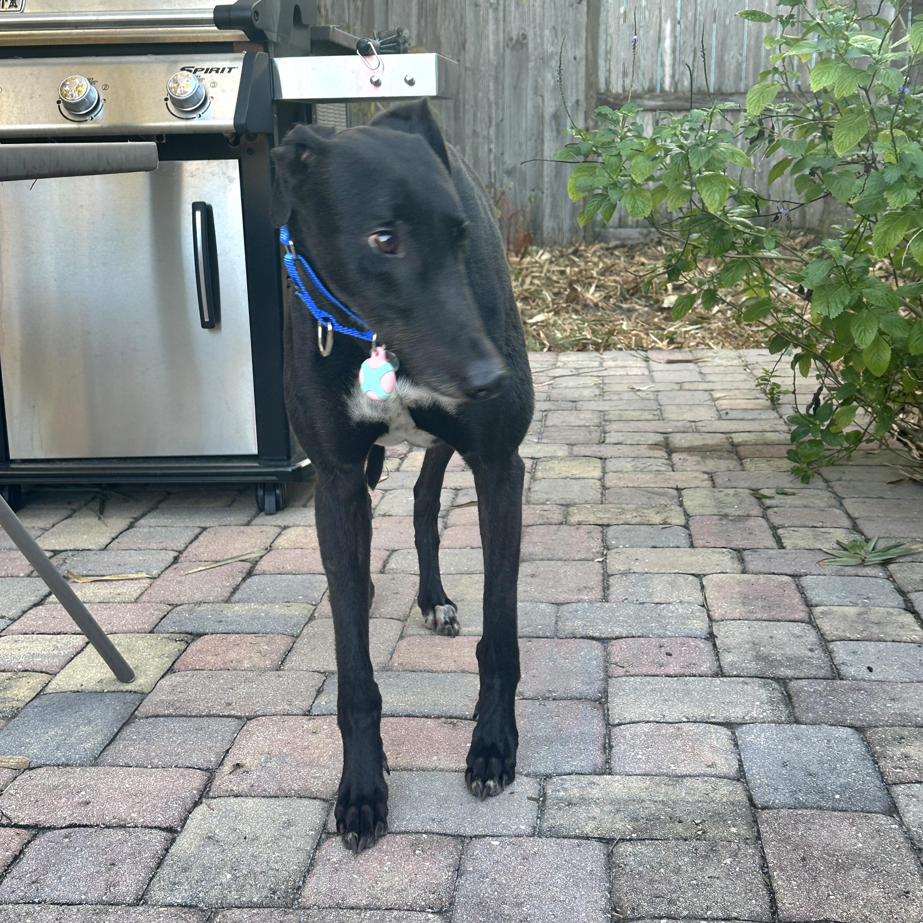 Enlarge Cloncunny Sydney (Sydney), a Adoptable Greyhound in Tarpon Springs, FL image 3/6